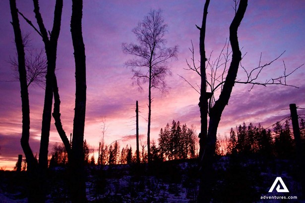 forest scenery on sunset in Sweden