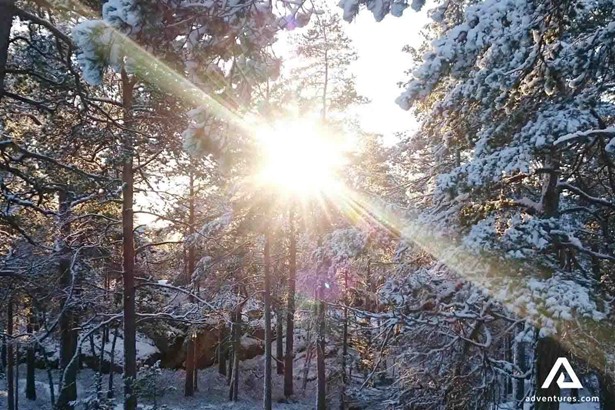 sun rays through forest on winter