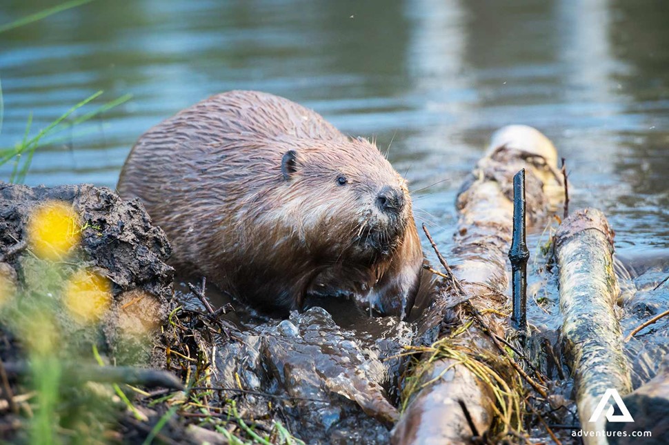 beaver on a branch in a river in estonia