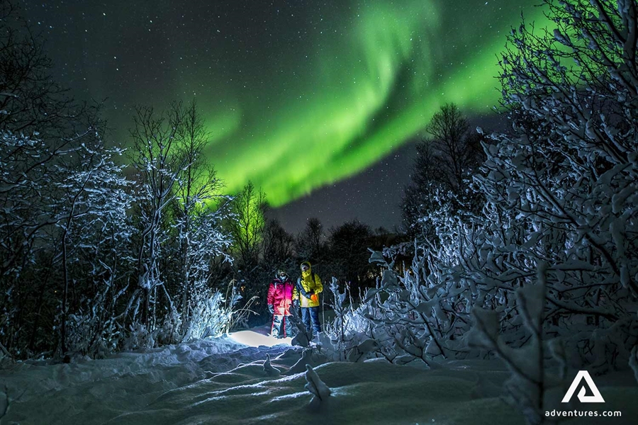 northern lights in snowy tromso forest