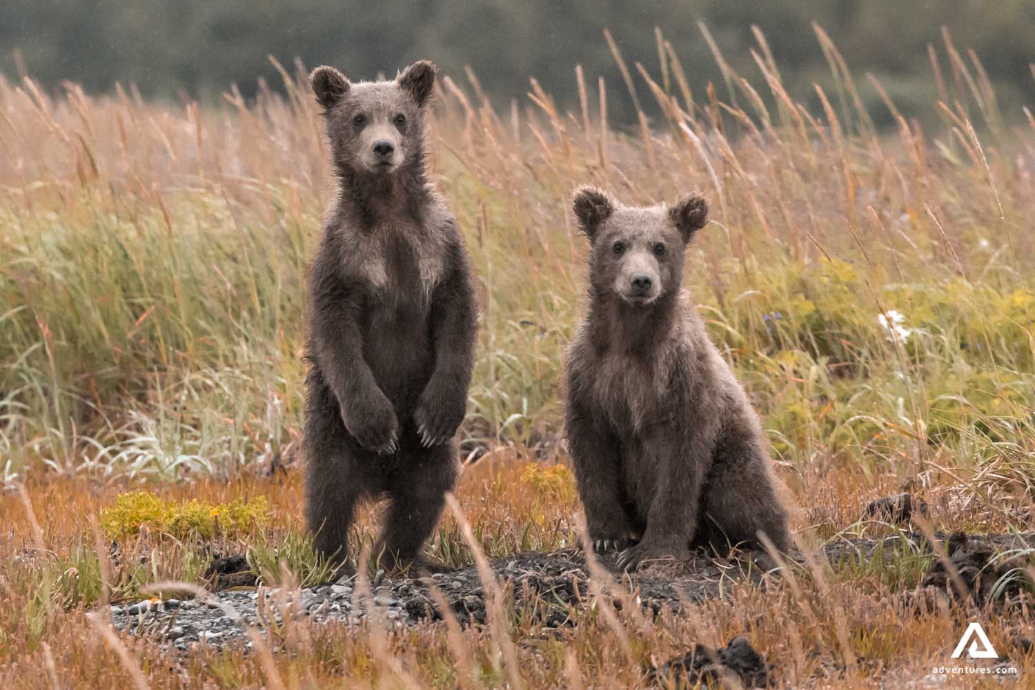 Big Brown Bear Standing On His Hind Legs