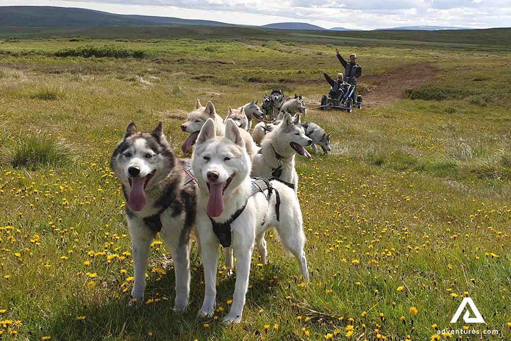 happy dogs huskies