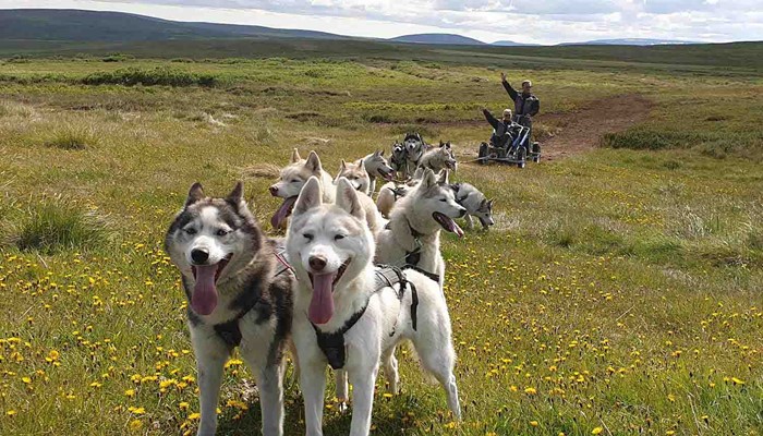 happy dogs huskies in north iceland