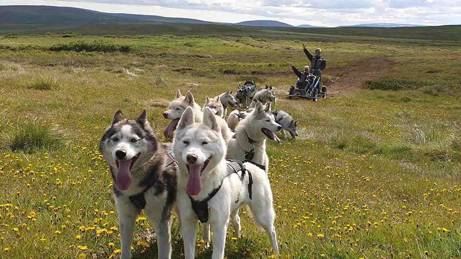 happy dogs huskies