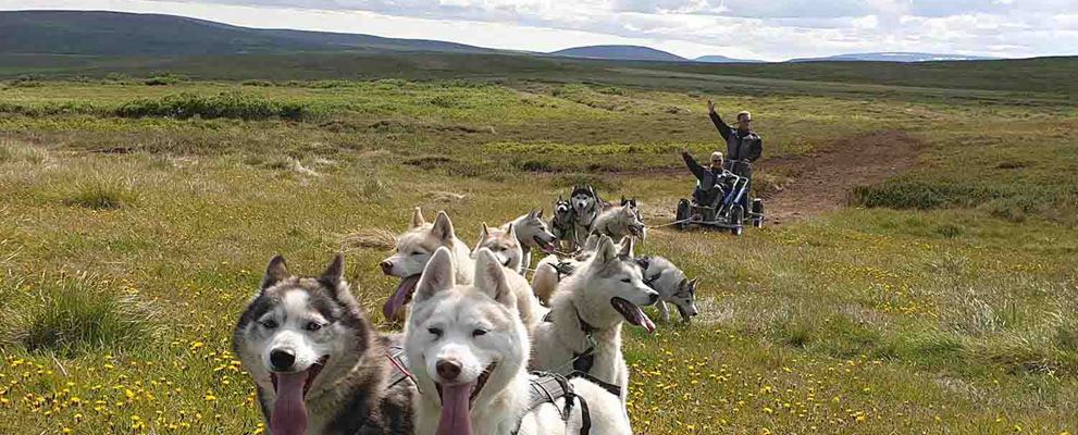 Dogsledding in North Iceland Tour