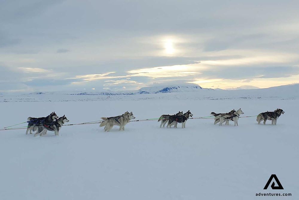 dogsledding snowy road