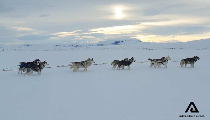 dogsledding snowy road in iceland