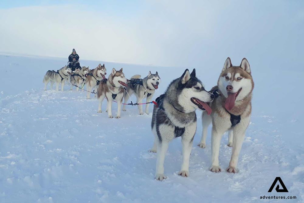 dogs pulling dog sled in iceland