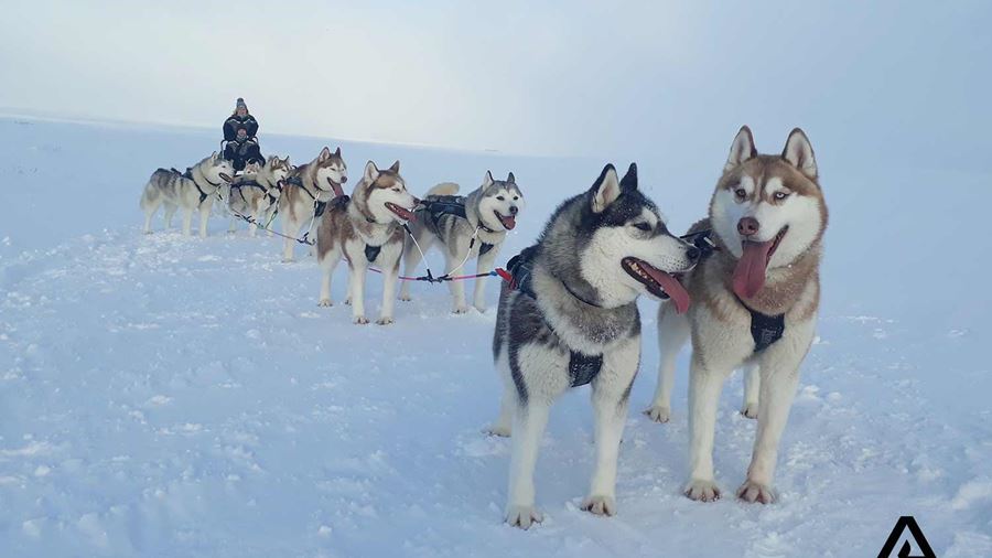 dogs pulling dog sled in iceland