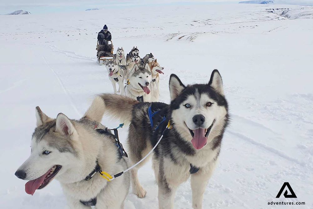 huskies dogsledding snowy iceland road