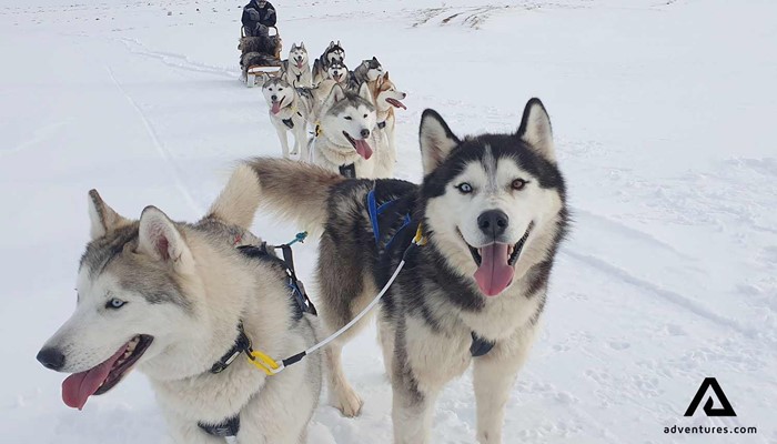 happy huskies dogsledding snowy iceland road