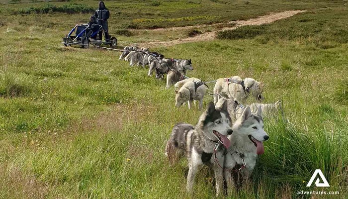 huskies dogsledding in iceland at summertime
