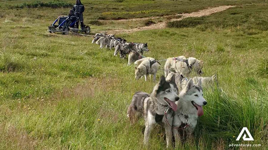 huskies dogsledding in iceland at summer