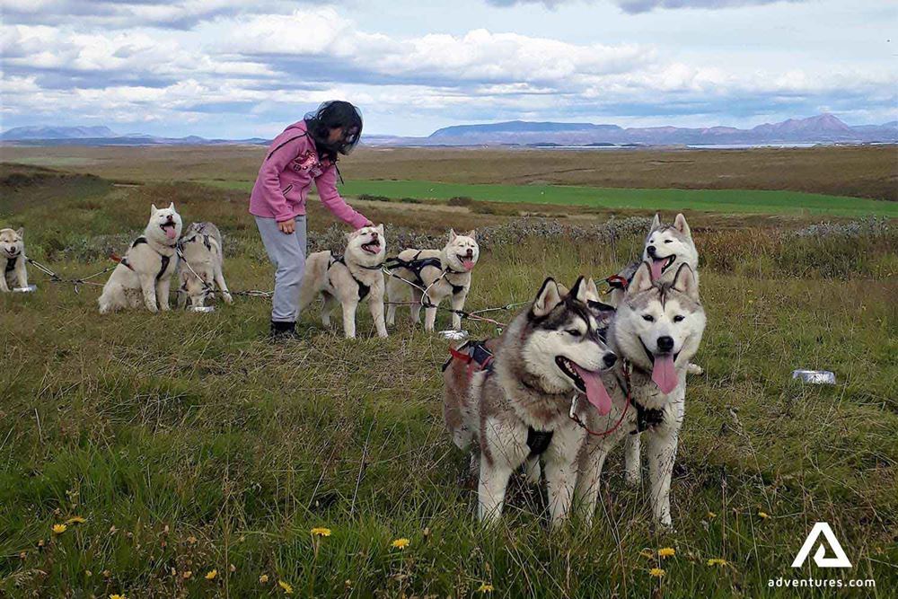 woman petting dogs in iceland