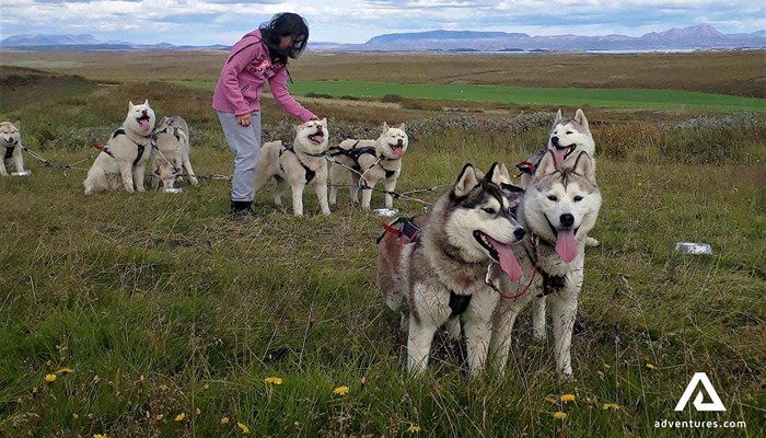 woman petting huskie dogs in iceland