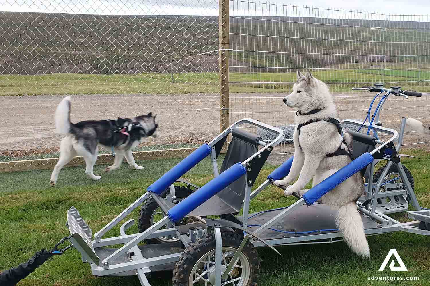 relaxing dog in a sled  in iceland