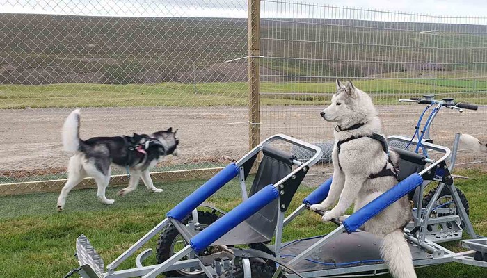 relaxing dog in a sled  in iceland