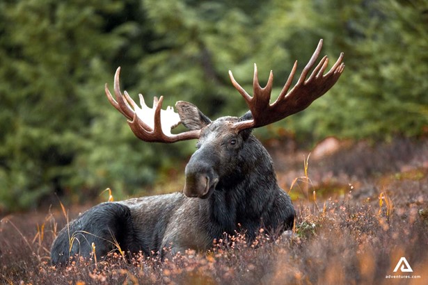 Big Moose In The Forest