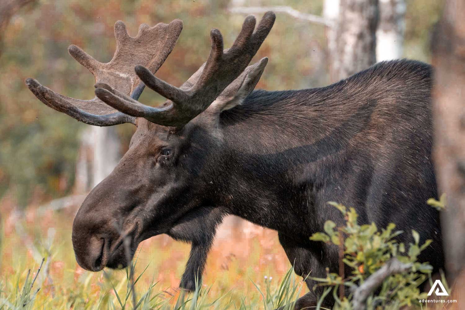 Brown Moose