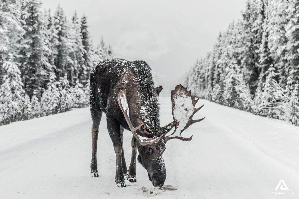 Moose On The Road
