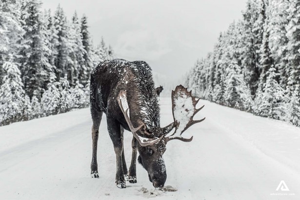 Moose On The Winter Road
