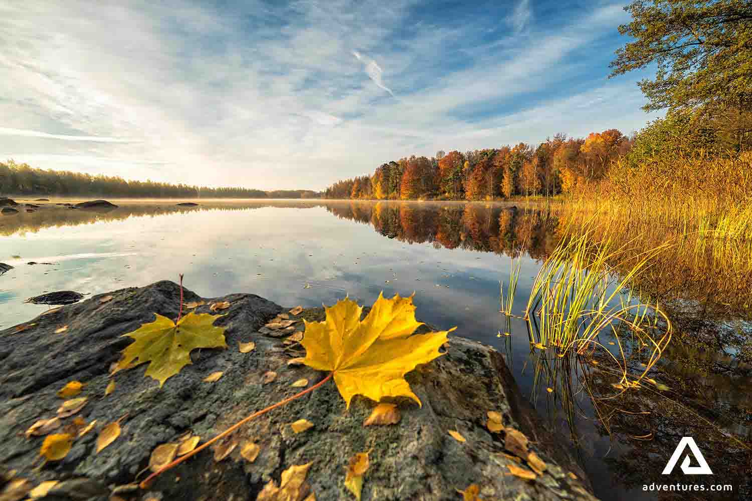 Sweden Colorful Autumn Forest
