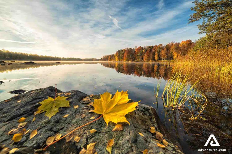 Sweden Colorful Autumn Forest