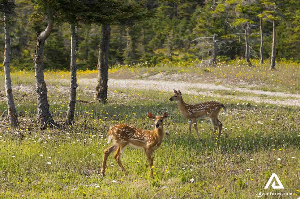 two dears in Canadian forest