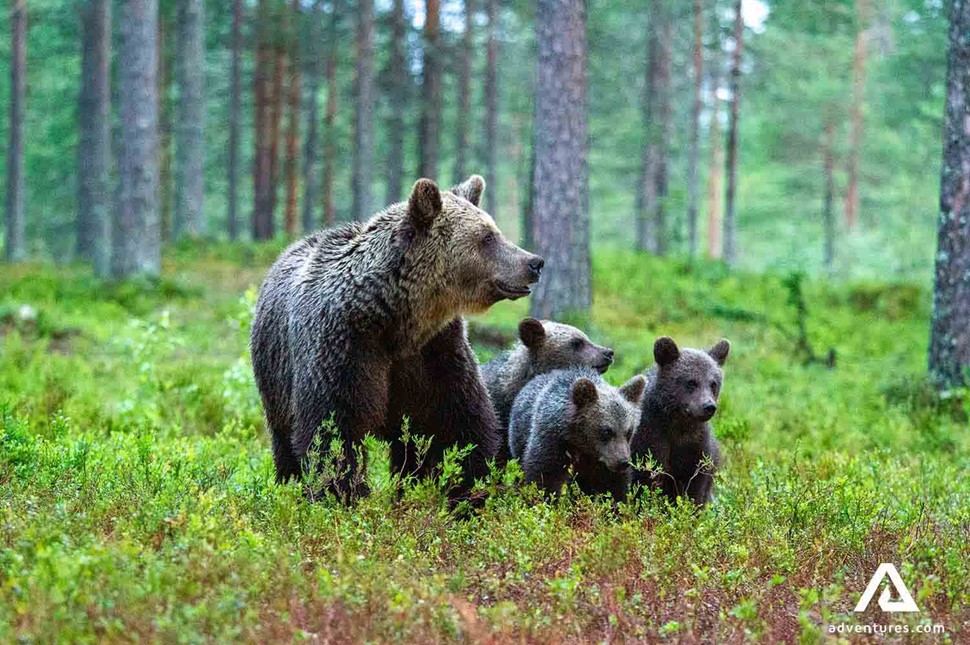 Four Bears in Sweden Forest