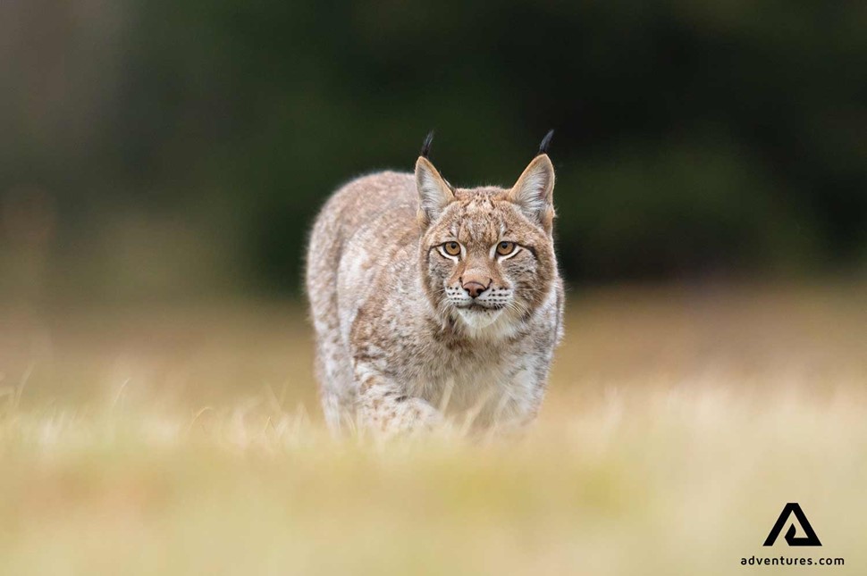 Lynx in Sweden Field