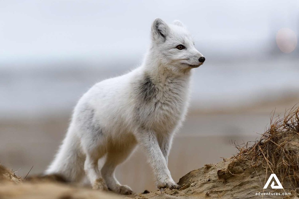 White Arctic Fox in Sweden