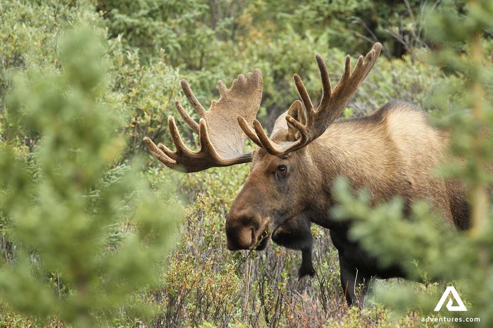 Moose in Pine Forest in Sweden