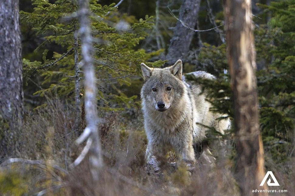 Big Wolf in Sweden Forest