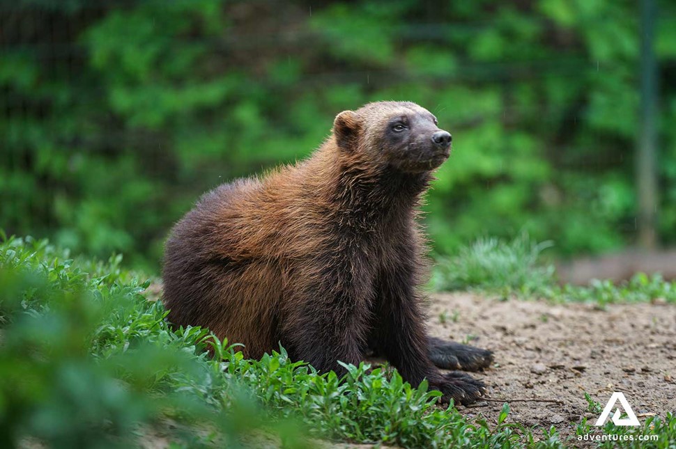 Wolverine in Sweden Forest