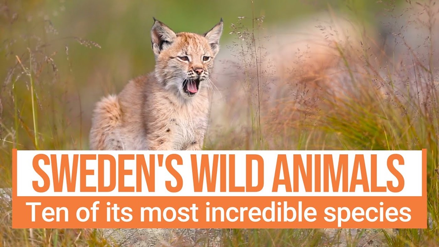 Sweden's most amazing wild animals