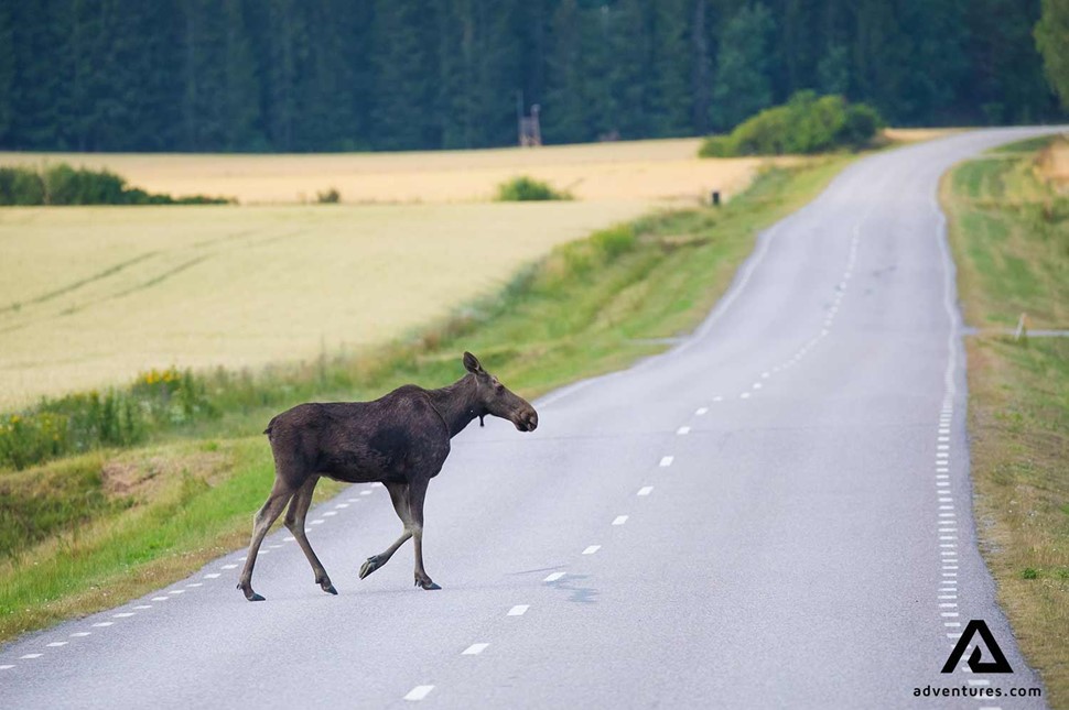 Moose crossing road in Sweden