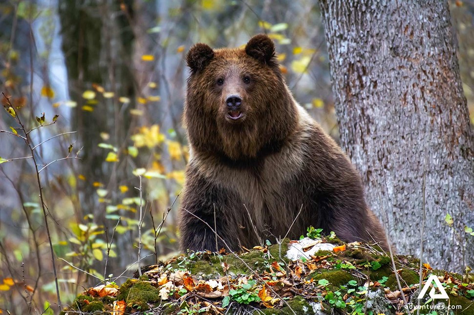 Curious Brown Bear Peeking in Sweden