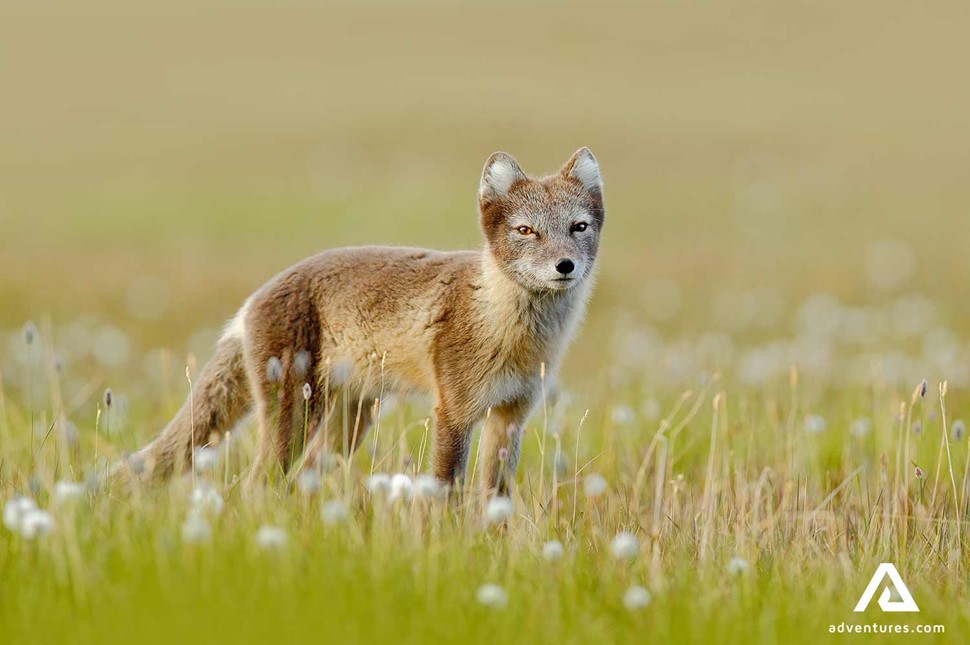 Brown Arctic Fox in Sweden Field