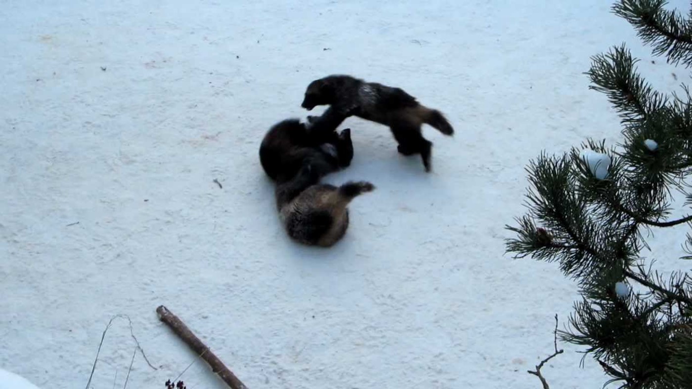Wolverines playing in the snow
