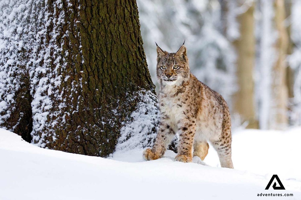 Lynx hunting in snowy Sweden forest