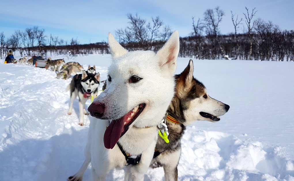 Dog Sledding Day Trip in Bodø, Northern Norway