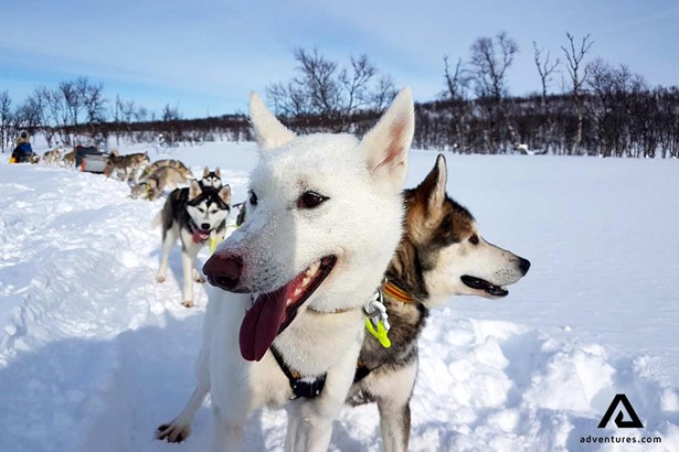 Snow Dogs in Norway