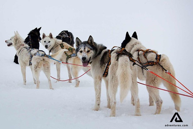 Group of Snow Dogs in Norway
