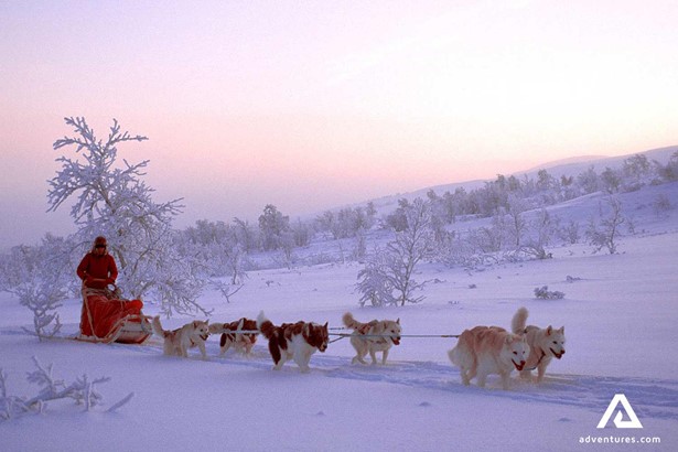Sunset Dogsledding in Snowy Field in Norway