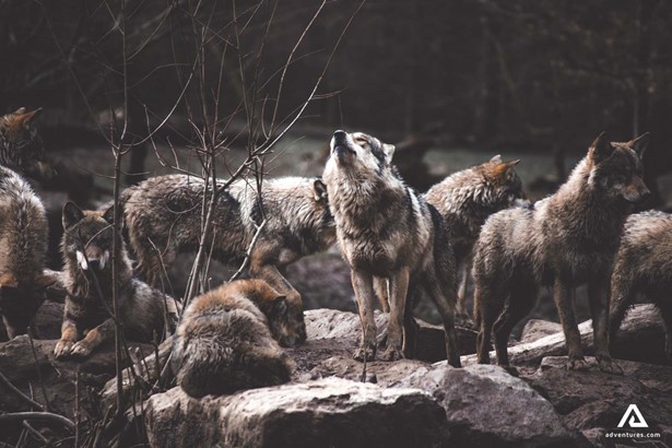 Herd of wolves howling 