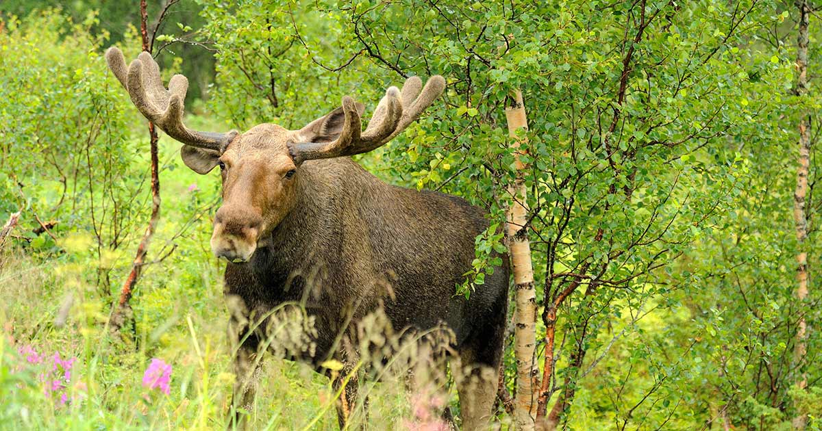 moose safari hjerkinn