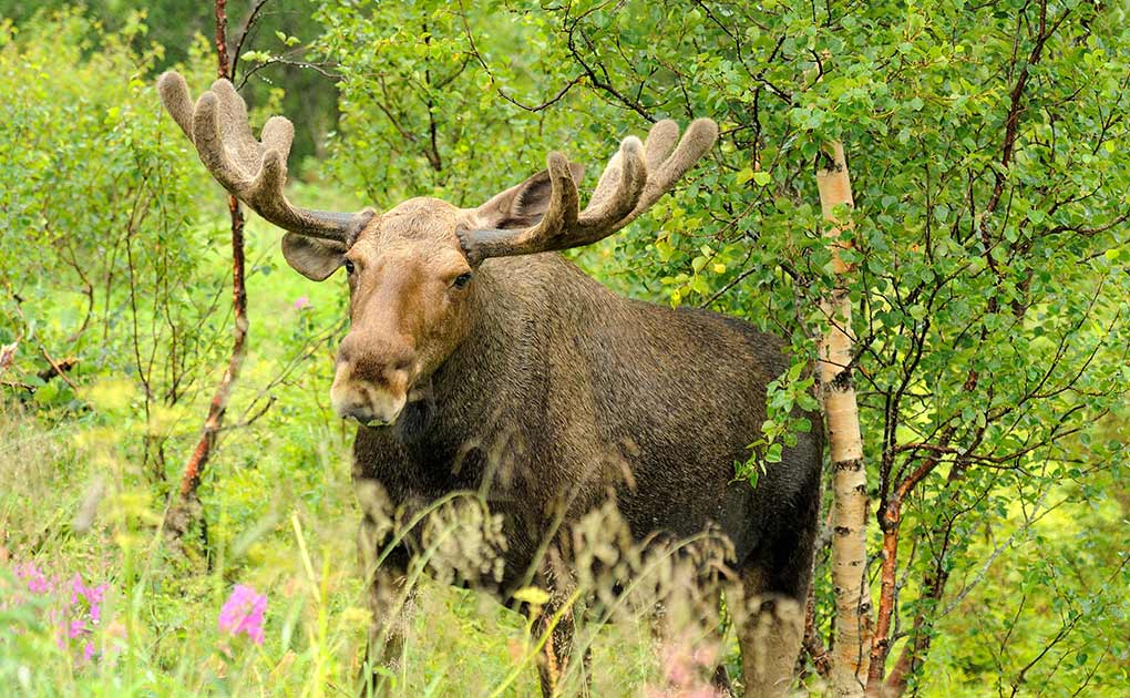 Moose Safari in Bodø, Northern Norway