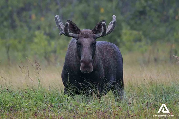 Norwegian wildlife black moose