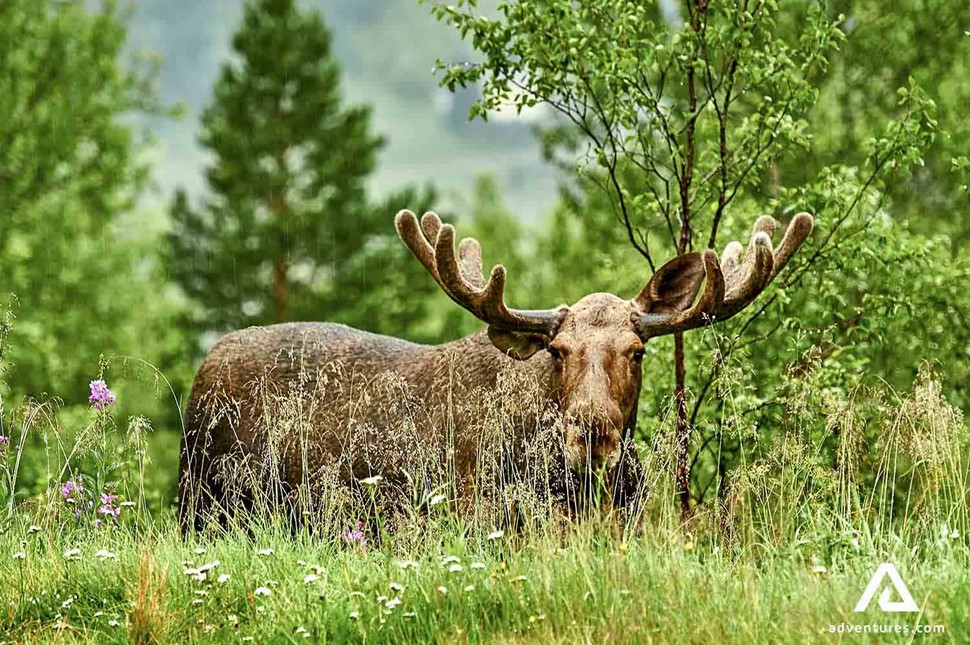 moose watching tour in Norway