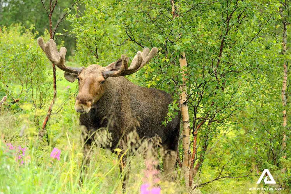 wildlife watching in Norway